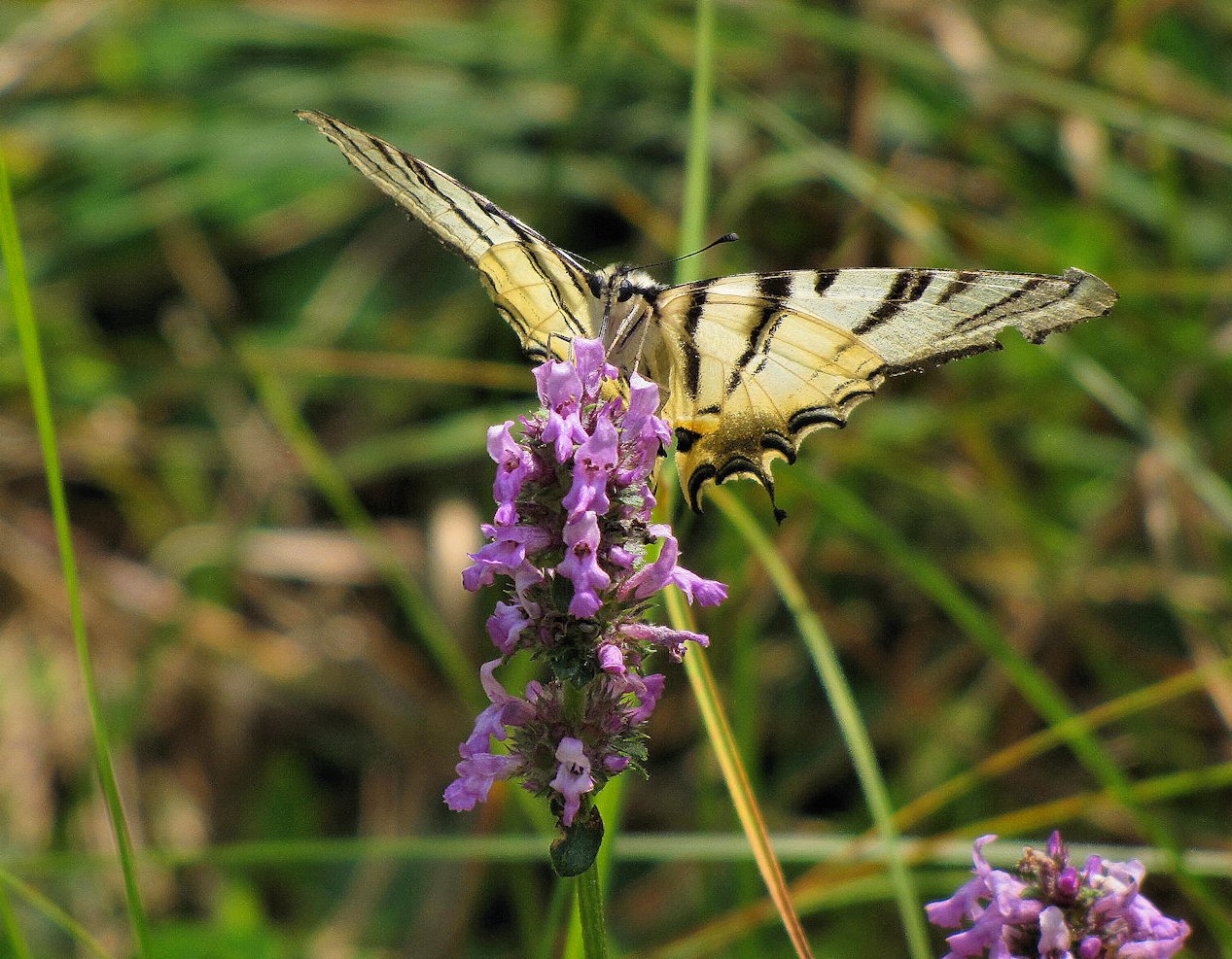 Papilio Machaon, the Queen
